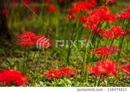 The fields and mountains are dyed red, and passersby stop in their tracks, their breathtaking beauty taking them by storm. This is a flower field in heaven. The fields and mountains are dyed red, and passersby stop in their tracks, their breathtaking beauty taking them by storm. This is a flower field in heaven. 116474821