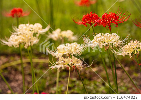 田野山巒被染紅，路過的行人都駐足屏息，這是一座天堂般的花園。 116474822