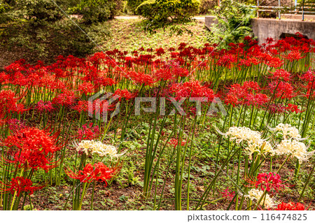 The fields and mountains are dyed red, and passersby stop in their tracks, their breathtaking beauty taking them by storm. This is a flower field in heaven. 116474825