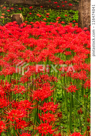 田野山巒被染紅，路過的行人都駐足屏息，這是一座天堂般的花園。 116474841