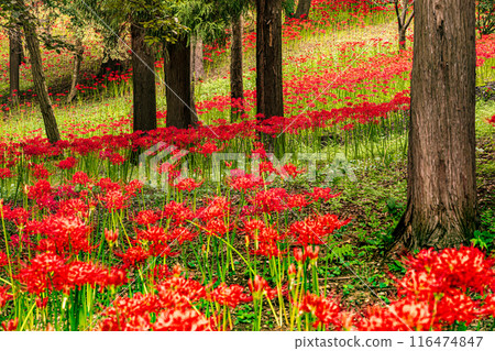 田野山巒被染紅，路過的行人都駐足屏息，這是一座天堂般的花園。 116474847