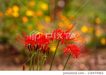 田野山巒被染紅，路過的行人都駐足屏息，這是一座天堂般的花園。 116474862