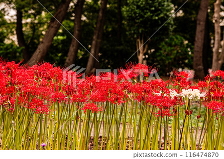 田野山巒被染紅，路過的行人都駐足屏息，這是一座天堂般的花園。 116474870