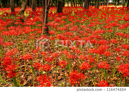 田野山巒被染紅,路過的行人都駐足屏息,這是一座天堂般的花園。 田野山巒被染紅,路過的行人都駐足屏息,這是一座天堂般的花園。 116474884