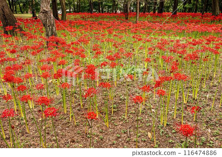 The fields and mountains are dyed red, and passersby stop in their tracks, their breathtaking beauty taking them by storm. This is a flower field in heaven. The fields and mountains are dyed red, and passersby stop in their tracks, their breathtaking beauty taking them by storm. This is a flower field in heaven. 116474886