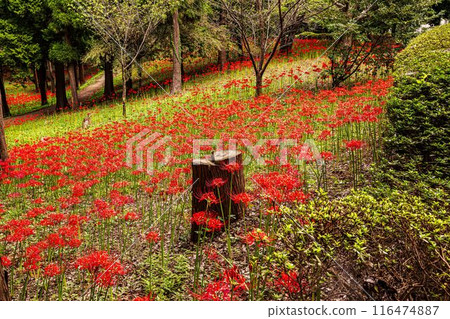 The fields and mountains are dyed red, and passersby stop in their tracks, their breathtaking beauty taking them by storm. This is a flower field in heaven. The fields and mountains are dyed red, and passersby stop in their tracks, their breathtaking beauty taking them by storm. This is a flower field in heaven. 116474887