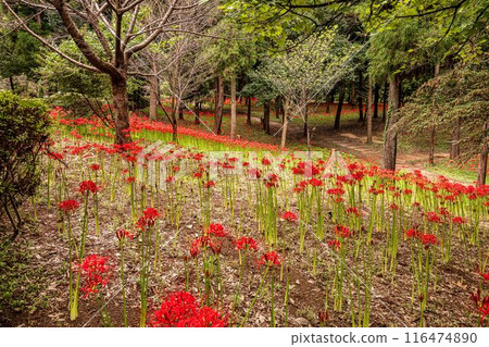 田野山巒被染紅，路過的行人都駐足屏息，這是一座天堂般的花園。 116474890