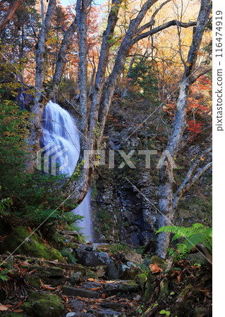 Autumn leaves of Urabandai Onogawa Fudotaki waterfall vertical position 116474919