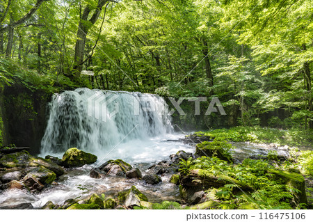 Summer Oirase Stream Choshi Otaki Towada City Aomori Prefecture 116475106