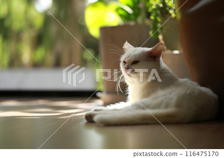 White cat and beautiful sunlight 116475170