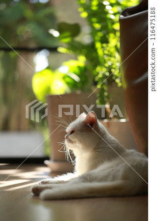 White cat and beautiful sunlight 116475188