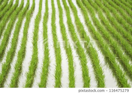 Rural scenery after rice planting Rural scenery after rice planting 116475279