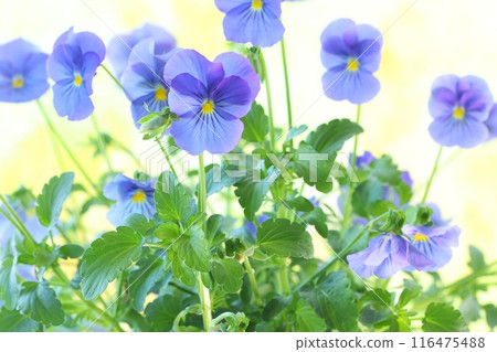 Pansies, violets, blue-purple flowers, light background Pansies, violets, blue-purple flowers, light background 116475488