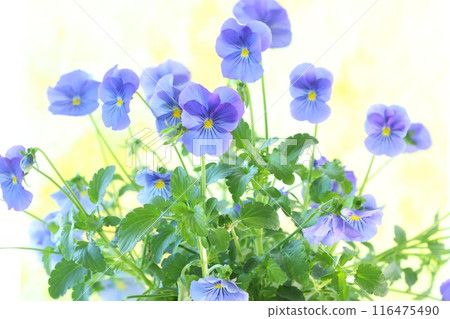 三色堇，紫羅蘭，藍紫色花朵，明亮的背景 116475490