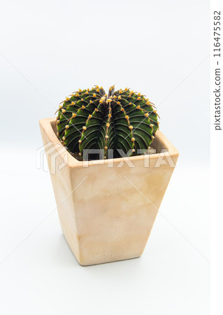 Minimal Cactus on a white background Minimal Cactus on a white background 116475582
