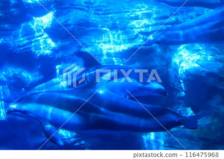 Dolphins swimming gracefully in the Osaka Aquarium 116475968