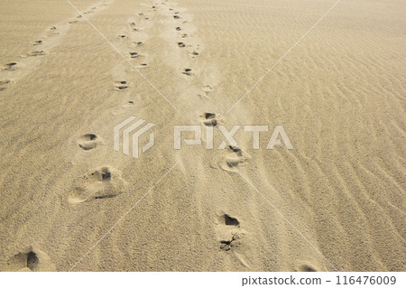 Summer Tottori Sand Dunes and their patterns Tottori Prefecture Tottori Sand Dunes 116476009