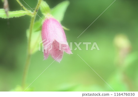 粉紅色的螢火蟲花 粉紅色的螢火蟲花 116476030