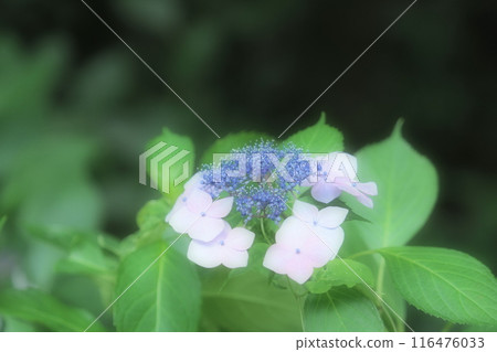 Pink hydrangea flower 116476033