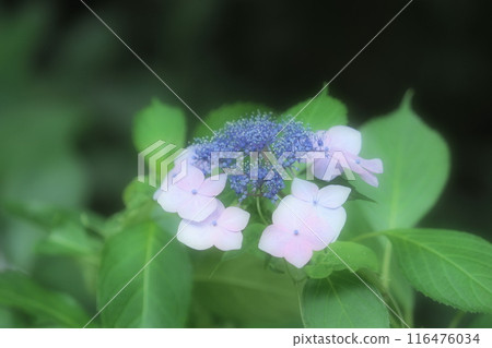 Pink hydrangea Pink hydrangea 116476034