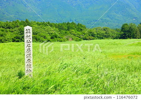 Hakone Sengokuhara Marsh in summer Hakone Sengokuhara Marsh in summer 116476072