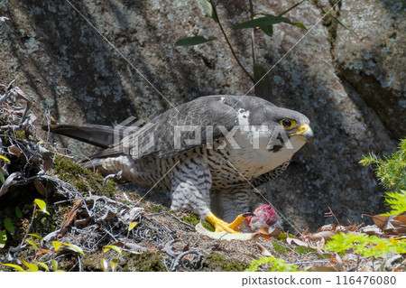 Peregrine Falcon eating food from a food storage area Peregrine Falcon eating food from a food storage area 116476080