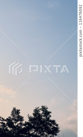 tree with blue sky 116476092