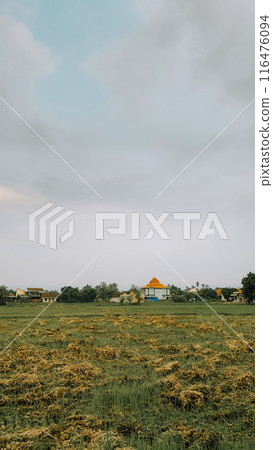 wooden houses on the rice field 116476094