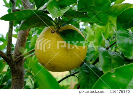 Kawachi mandarin oranges in harvest season 3 116476570