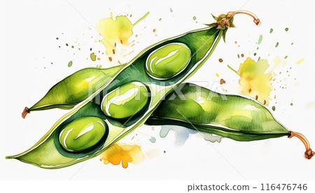 Watercolor illustration of edamame Watercolor illustration of edamame 116476746