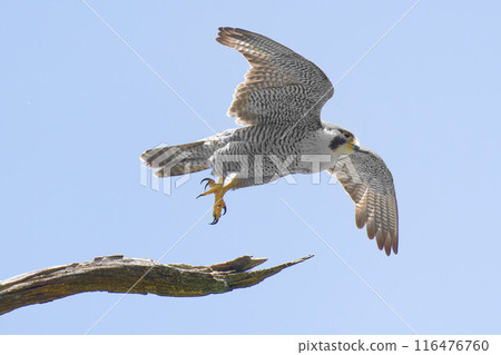 A falcon jumps out of a dead tree and rides the wind A falcon jumps out of a dead tree and rides the wind 116476760