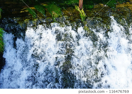 Mr. Maruike, Shonai, Yamagata Prefecture 116476769