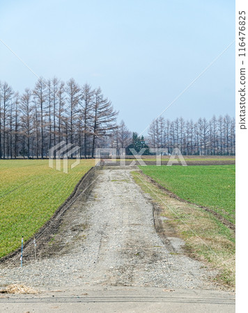Windbreak forests in the Tokachi Plain (Memuro Town, Hokkaido) 116476825