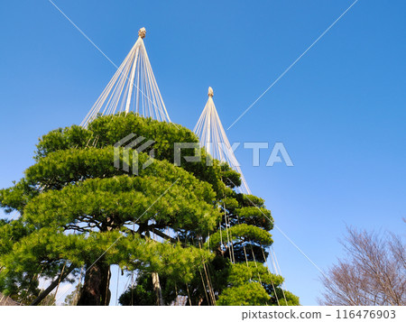 Pine tree decorated with snow hanging (apple hanging) 116476903