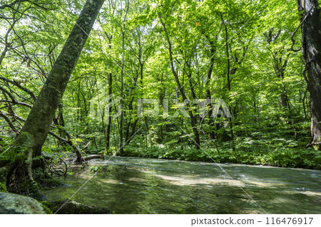 夏季奧入瀨溪流 奧入瀨川水流 青森縣十和田市 夏季奧入瀨溪流 奧入瀨川水流 青森縣十和田市 116476917