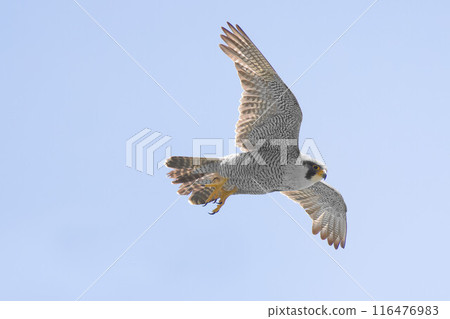 隼鳥在藍天上飛翔 116476983