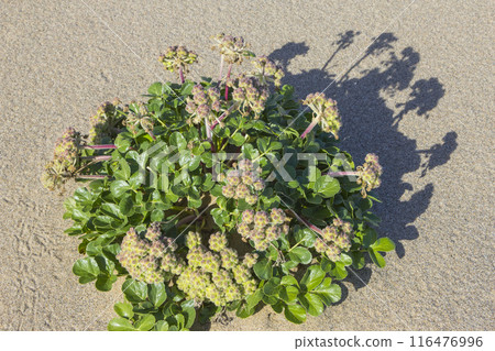 夏季的鳥取沙丘和沙丘植物 鳥取縣 鳥取沙丘 Hamaboufuu 夏季的鳥取沙丘和沙丘植物 鳥取縣 鳥取沙丘 Hamaboufuu 116476996
