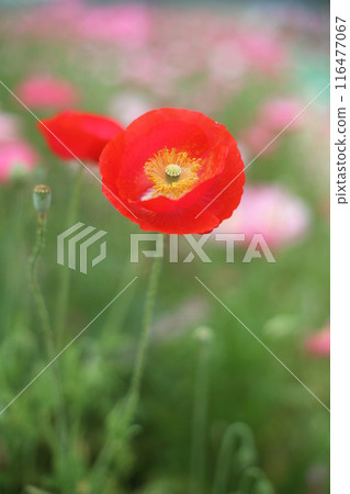 Red Poppy Flower Red Poppy Flower 116477067