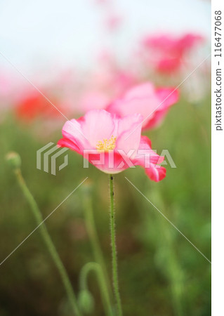 Red Poppy 116477068