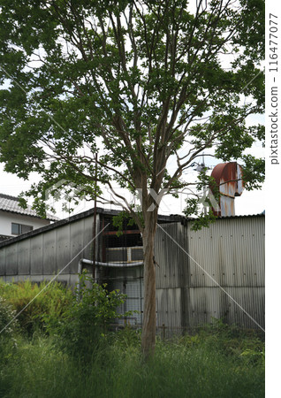 A local factory and a crape myrtle tree 116477077