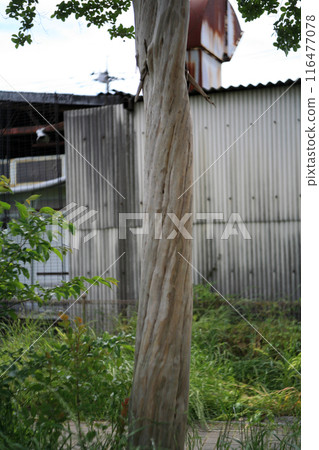 A local factory and a crape myrtle tree 116477078