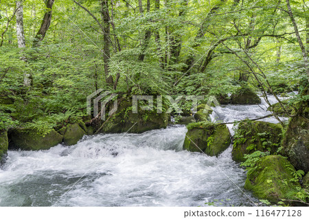 Summer Oirase Stream Asura Stream Towada City, Aomori Prefecture 116477128