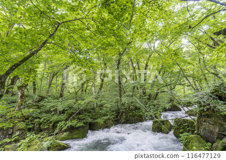 Summer Oirase Stream Asura Stream Towada City, Aomori Prefecture Summer Oirase Stream Asura Stream Towada City, Aomori Prefecture 116477129