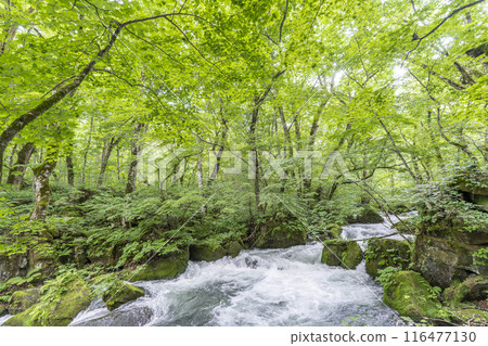 Summer Oirase Stream Asura Stream Towada City, Aomori Prefecture Summer Oirase Stream Asura Stream Towada City, Aomori Prefecture 116477130