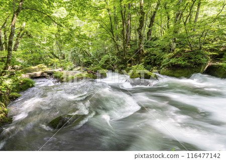 夏季奧入瀨溪阿修羅溪青森縣十和田市 116477142