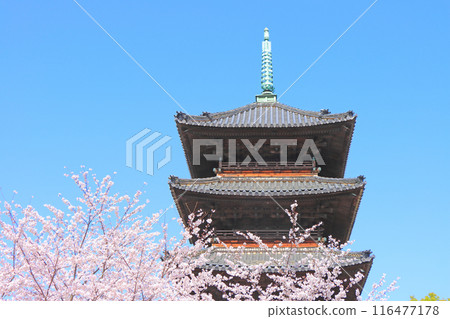 Scenery of cherry blossoms in full bloom and the five-storied pagoda of Yagotoyama Koshoji Temple, Nagoya City, Aichi Prefecture 116477178
