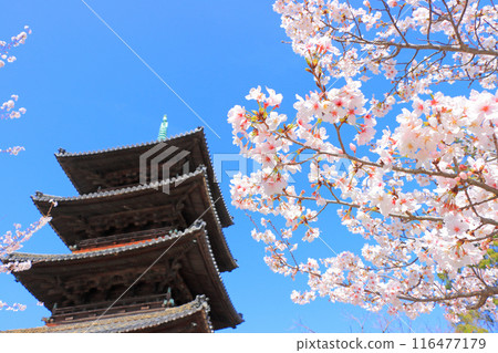 愛知縣名古屋市八子山興勝寺櫻花盛開和五層塔的景色 116477179