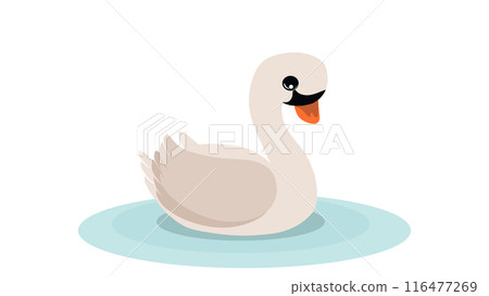 White swan swims along the river with the effect of circles on the water, swan with an orange beak against the background of water ripples 116477269
