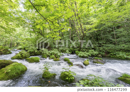 Summer Oirase Gorge, Ishigedo Rapids, Towada City, Aomori Prefecture Summer Oirase Gorge, Ishigedo Rapids, Towada City, Aomori Prefecture 116477299