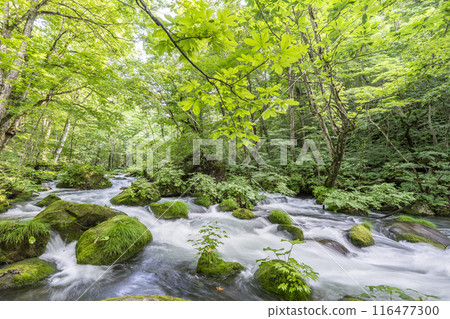 Summer Oirase Gorge, Ishigedo Rapids, Towada City, Aomori Prefecture Summer Oirase Gorge, Ishigedo Rapids, Towada City, Aomori Prefecture 116477300